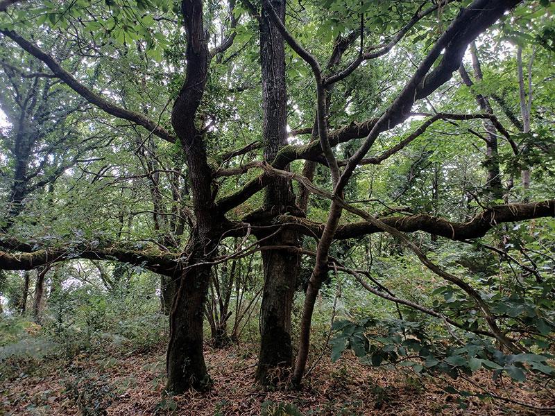 Atelier nature &quot;Le kamasutra des arbres&quot;