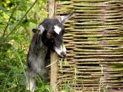 img_salamandre