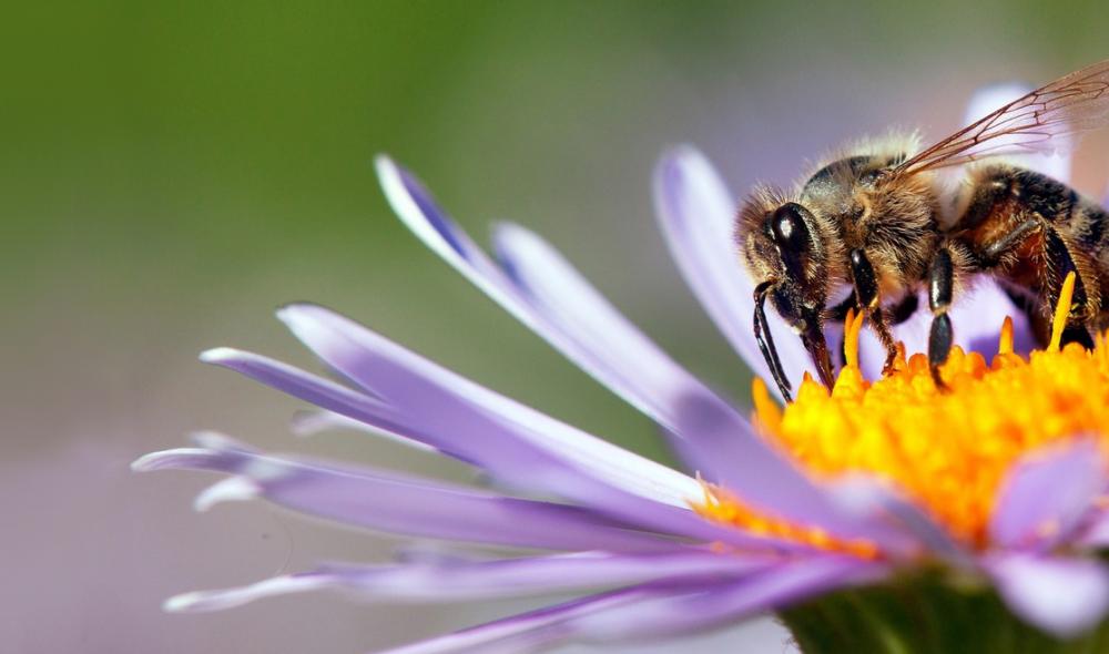 carr_apiculture